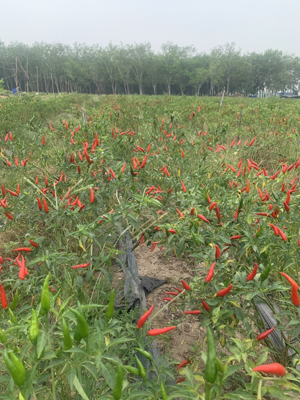 Nông trại